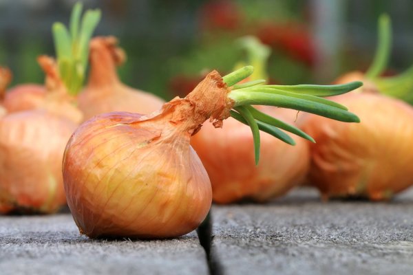 Даркнет маркет кракен onion